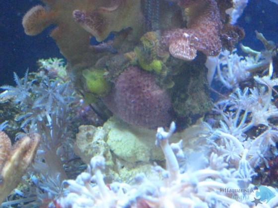 schwamm oder koralle