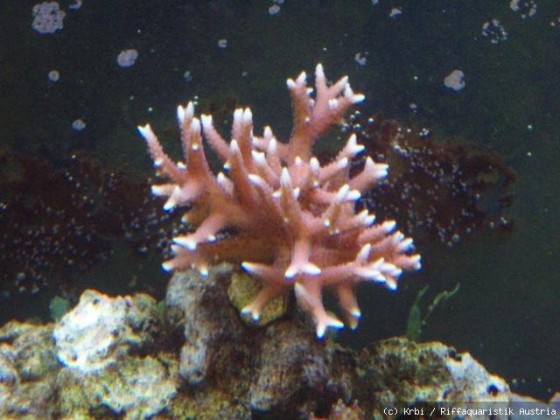 Hystrix rosa