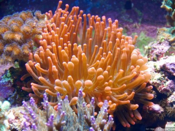 Blasenanemone