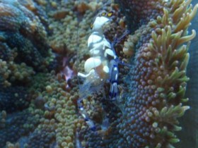 garneleinanemone1.jpg