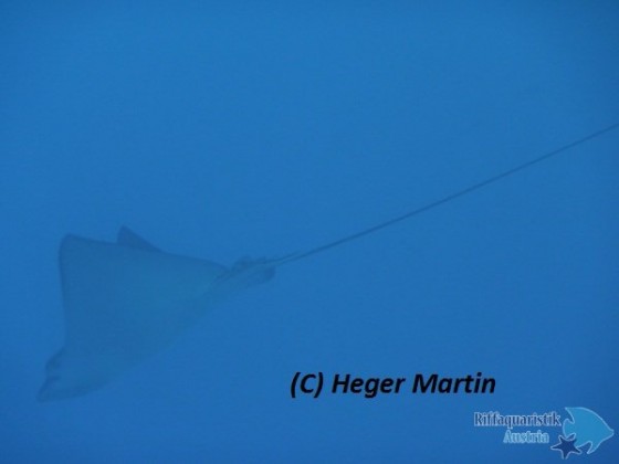 Aetobatus narinari - Adlerrochen