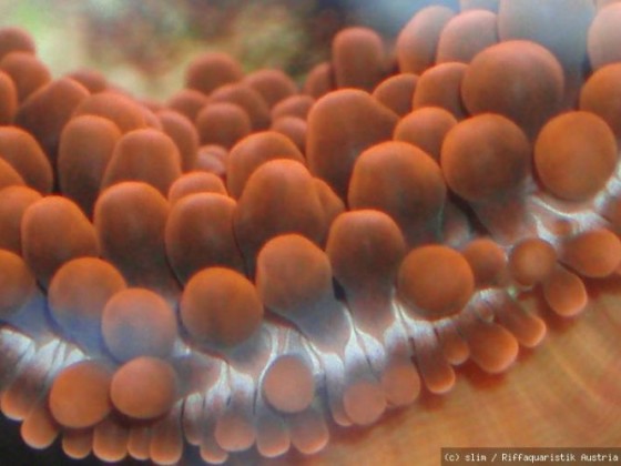 kupferanemone