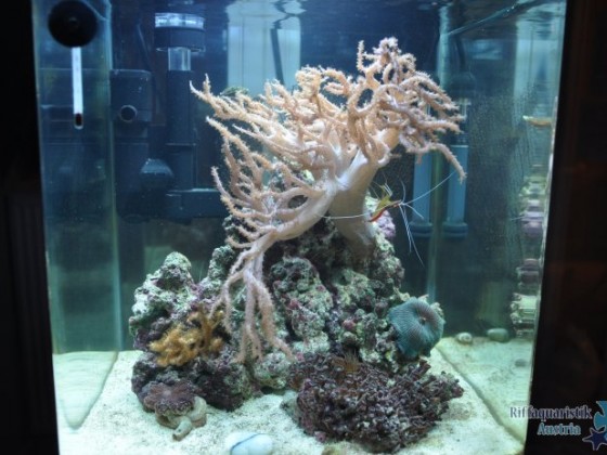 Mein 30-Liter-Nanucube
