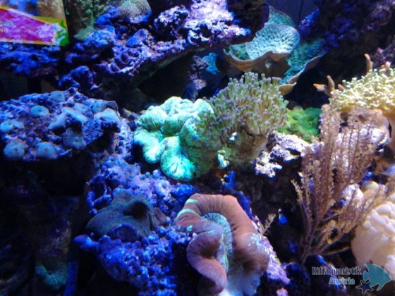 20130702_191059-440913555.jpg