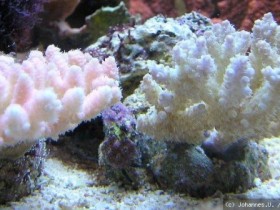 Korallen 9