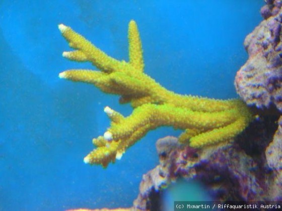 Acropora