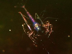 Lysmata bogessi