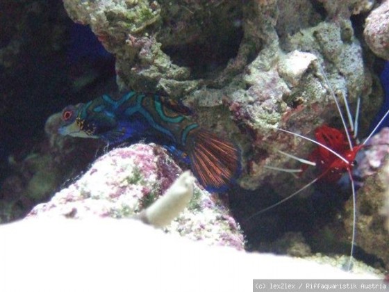 Mandarin2