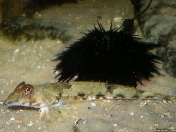 Leierfisch