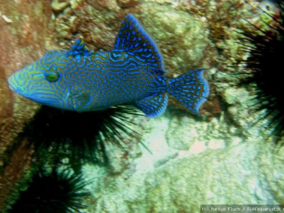 Seychellen