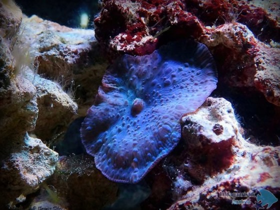 Scheibenanemone - Discosoma