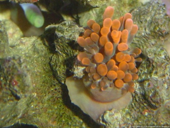 Mini Kupferanemone