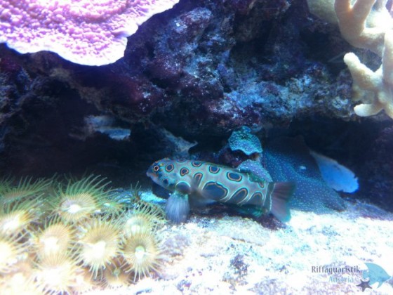 LSD Mandarin Fisch