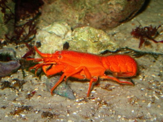 Palinurellus wienecki