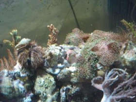 Ausschnitt Aquarium