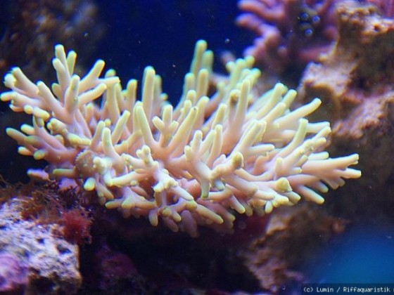 Polypenlose Acropora