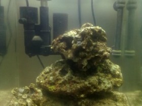 Mein 30l Dennerle
