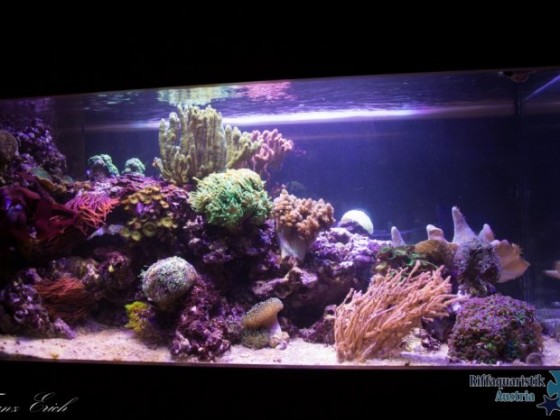 Aquarium-201502281821373681.jpg