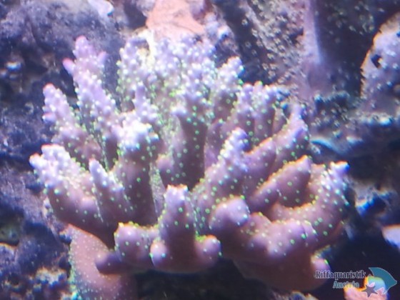 2012-11-05 13.30.06.jpg