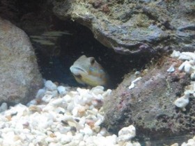 Grundl