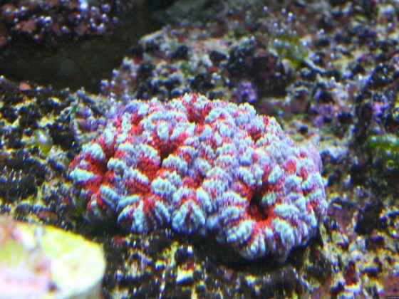 Acanthastrea