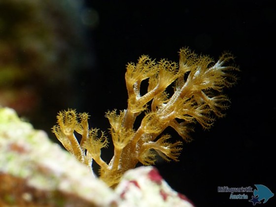 koralle von oben.JPG