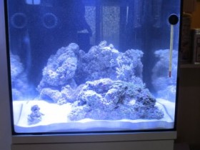 blenny