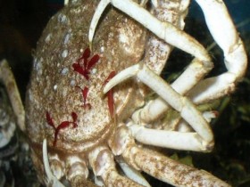 Hyas araneus in Copula