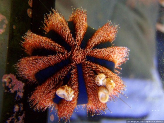 Mespilia globulus