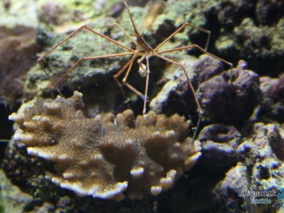 Spinnenkrabbe