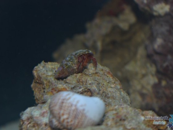 Romans Nano 60L