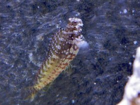 IMG_4471.jpg