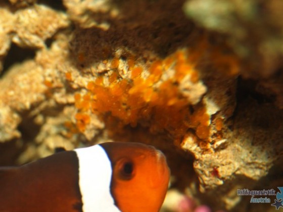 Amphiprion ocellaris mit Gelege