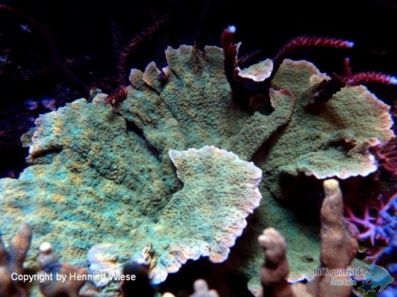 Montipora delicatula.jpg