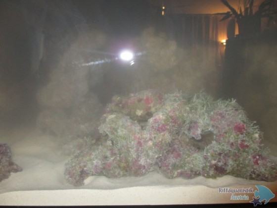 blenny