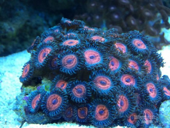 K800_IMG_1895.JPG
