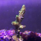 Acropora tumida