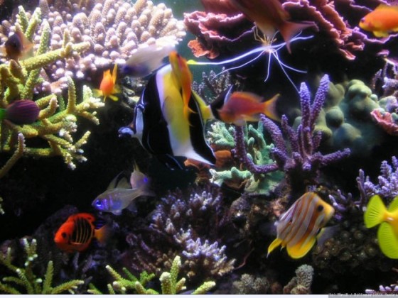 Fische