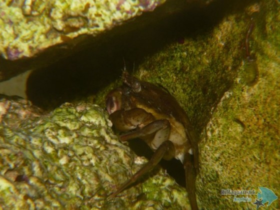 Carcinus maenas