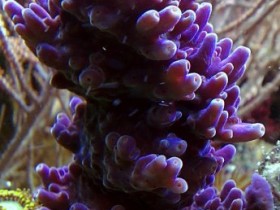 Acropora spp.