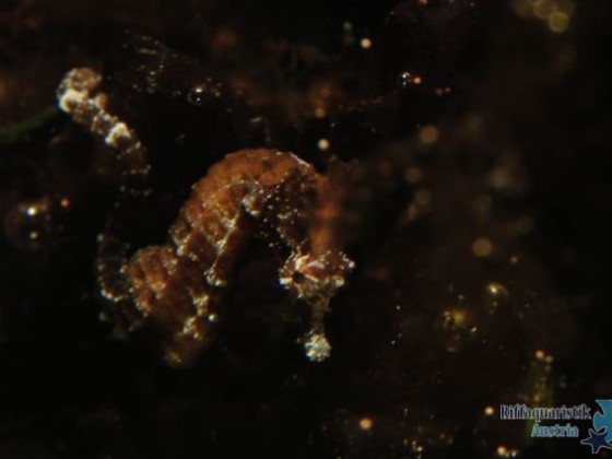 Hippocampus zosterae