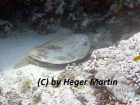 Echte Karettschildkröte-Eretmochelys imbricata