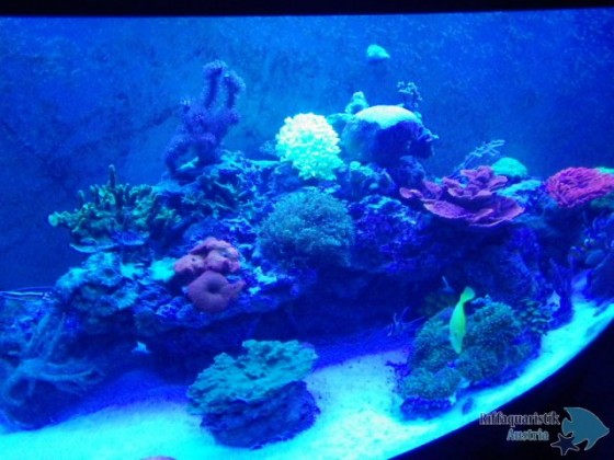 450l in der Blauphase 1