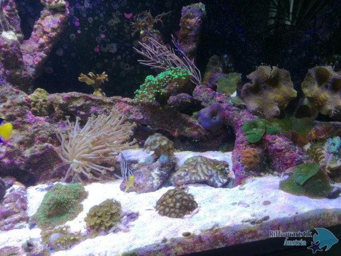 Aquarium 1.jpg