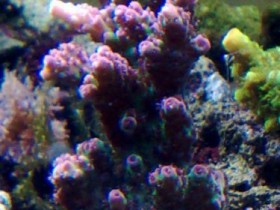 Acropora