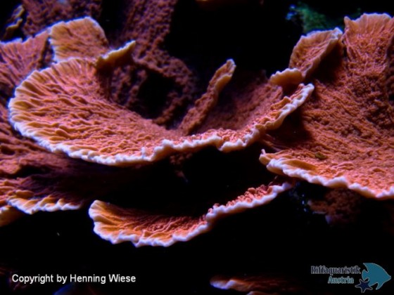 Montipora hodgsoni-LED.jpg