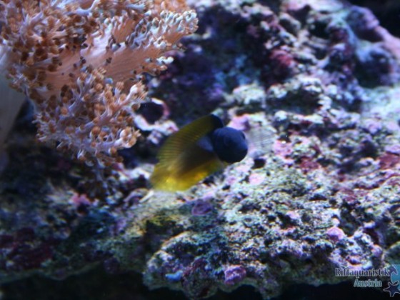 IMG_7737.JPG