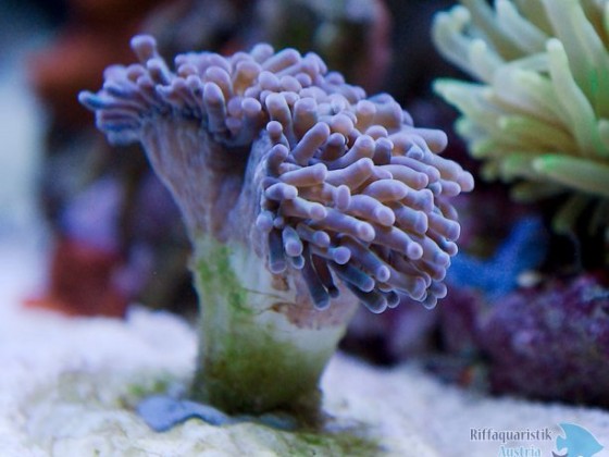 Euphyllia paradivisia?
