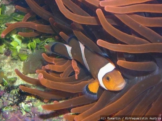 Nemo