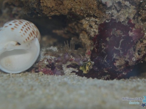 Romans Nano 60L